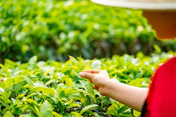 秋が最適！エルダーベリー移植の手順と成功率を上げる方法