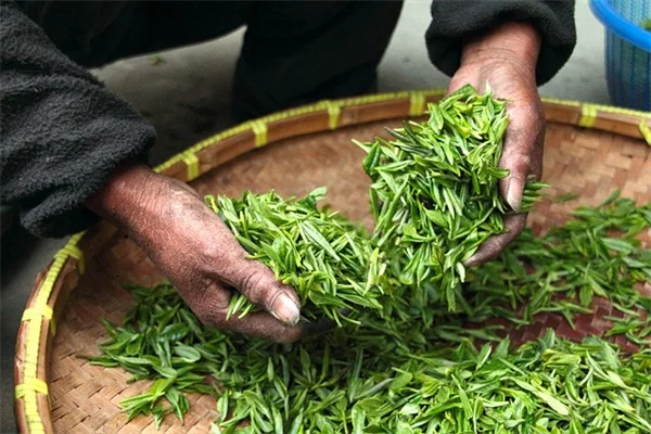 耐熱ゾーンで植物選びを変えよう！夏の暑さに負けないガーデニング術
