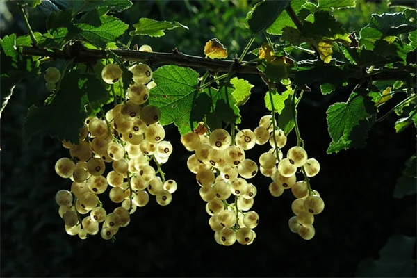 イナ・ガーテンの庭を真似る！7つの植物で簡単に美しい庭を