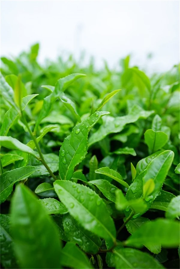 玫瑰木槿栽培の5つの要点【耐寒性・害虫対策・開花の秘訣】