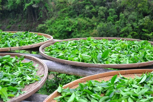 玫瑰木槿栽培の5つの要点【耐寒性・害虫対策・開花の秘訣】