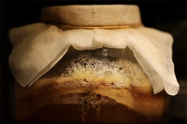 【無料で生垣】冬の枝を土に挿すだけ！成功率を上げる5つのコツ